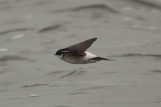 Sand martin