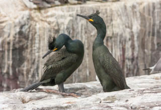 Shag
