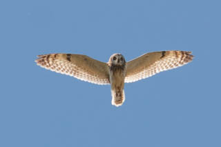Short-eared owl