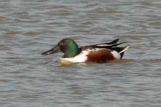 Shoveller duck