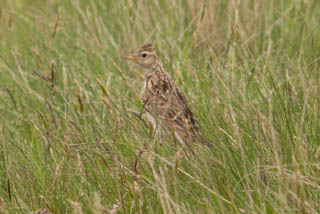 Skylark