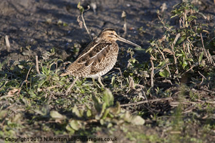 Snipe