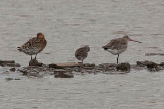 Spotted redshank