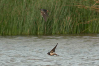 Swallow