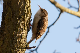 Treecreeper