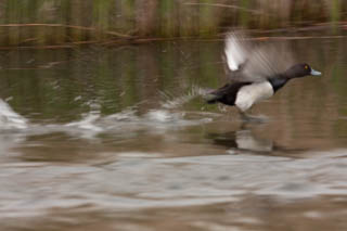 Wildfowl