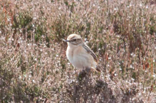 Whinchat