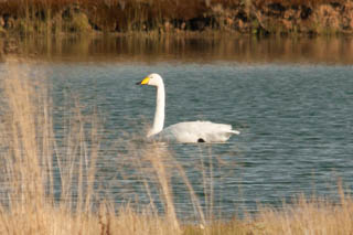 Whooper swan