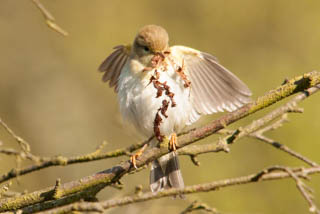 Warblers and flycatchers