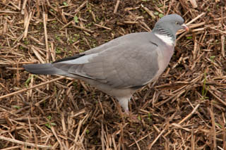 Wood pigeon