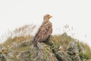 White-tailled eagle